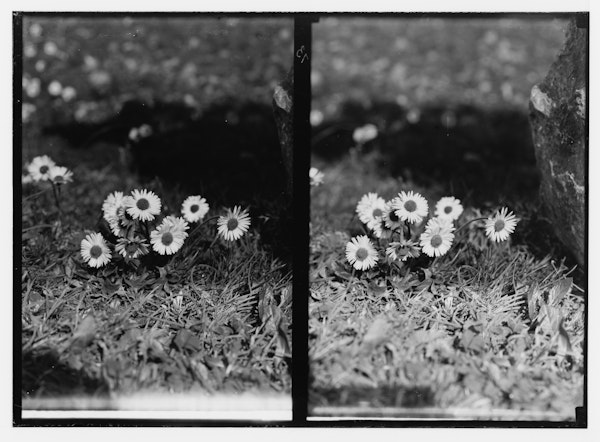 Photograph of Palestinian wildflower